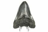 Serrated, Fossil Megalodon Tooth - South Carolina #170331-2